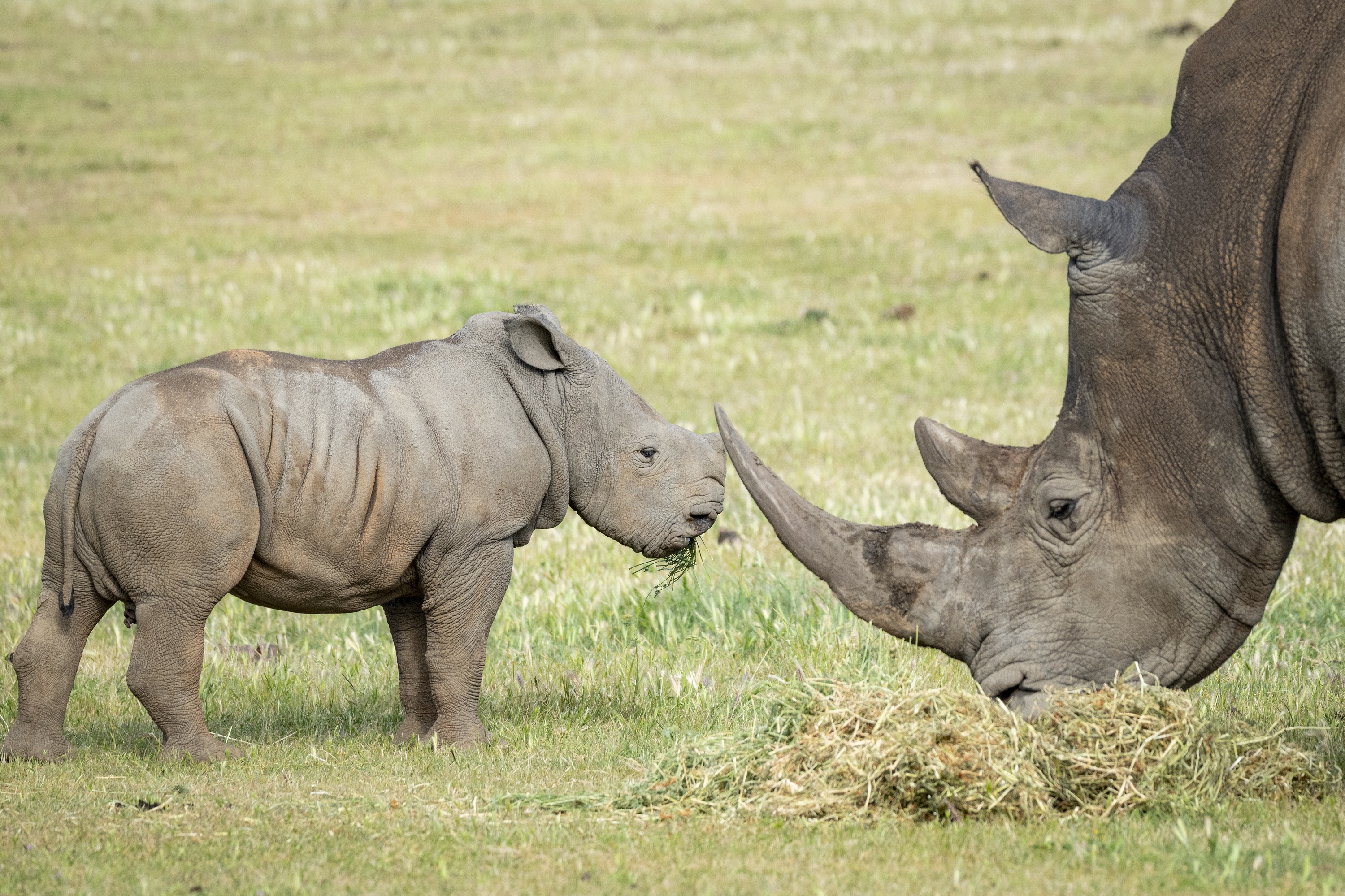 rhino mother