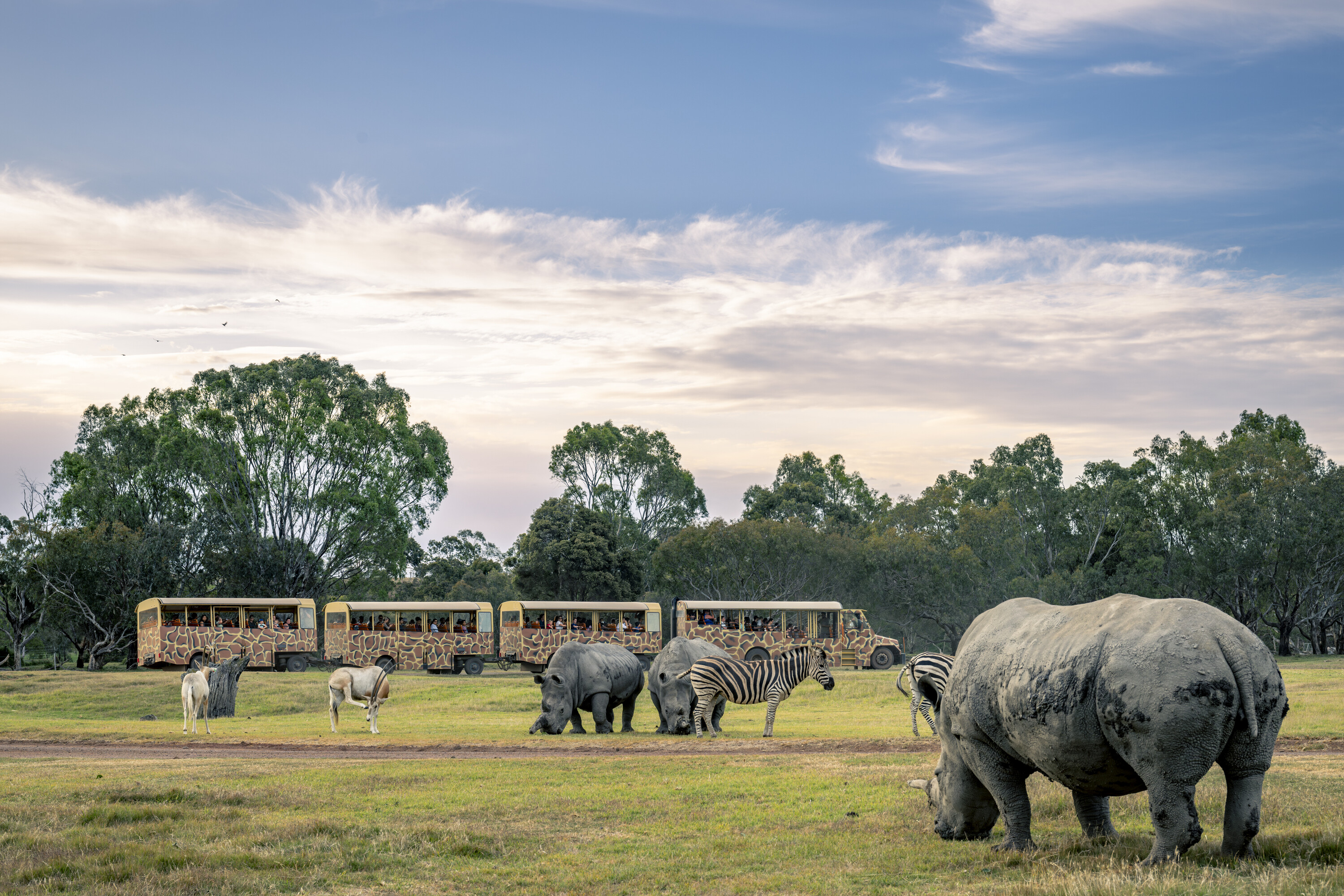 sunset safari