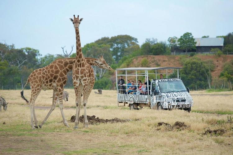 Safari tour group with Giraffes