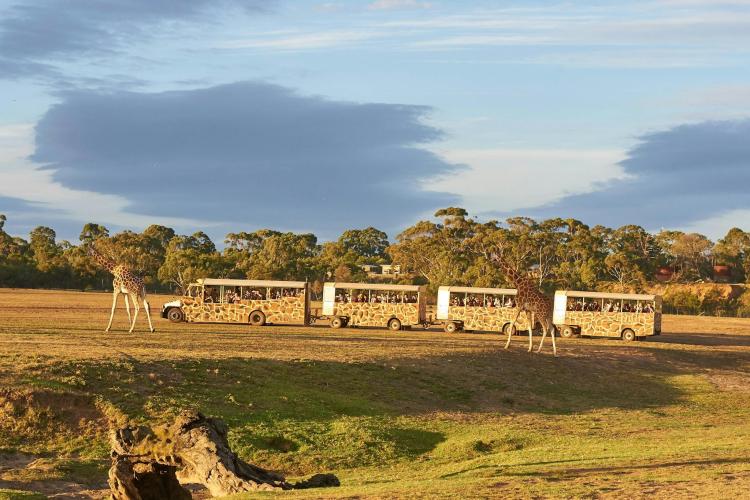 Evening on Safari