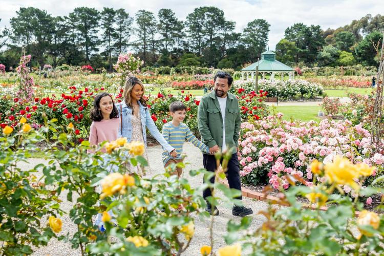 two adults and two children holding hands and walking in amongst roses