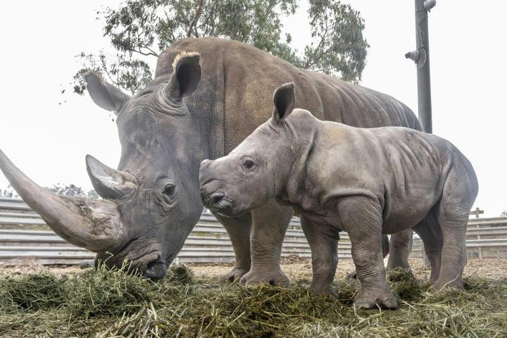 Raising Rhinos Experience at Werribee Open Range Zoo