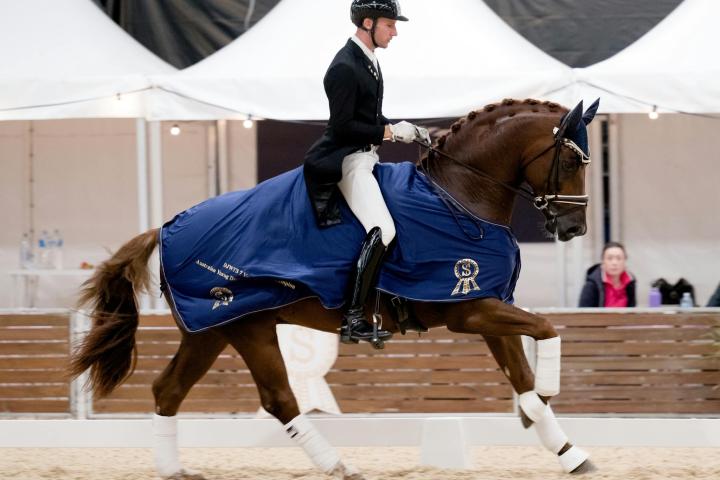 Dressage and Jumping with the Stars