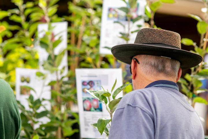 Werribee Park Heritage Orchard Summer Fruit Tree Festival